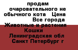 продам очаровательного не обычного кота › Цена ­ 7 000 000 - Все города Животные и растения » Кошки   . Ленинградская обл.,Санкт-Петербург г.